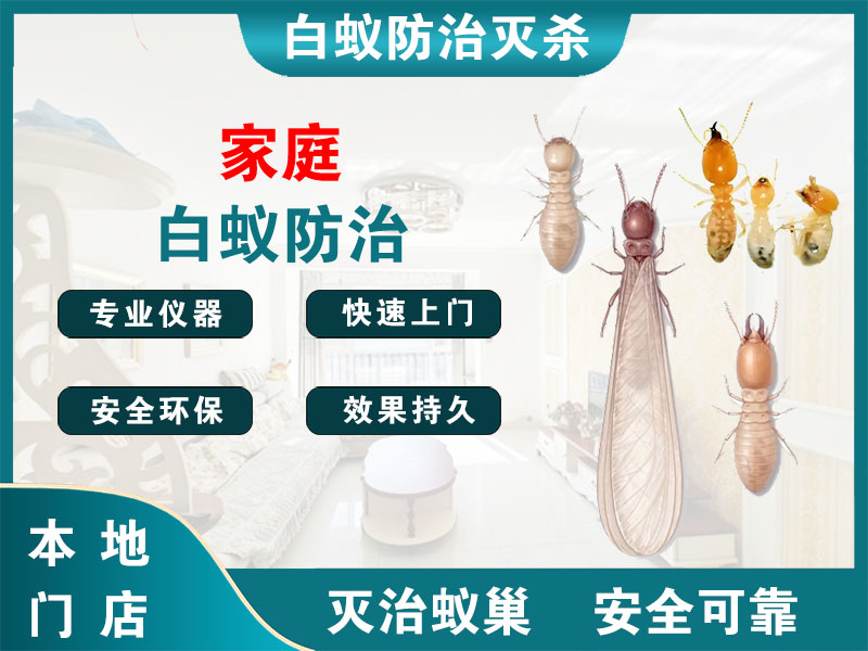 奉贤家庭白蚁防治